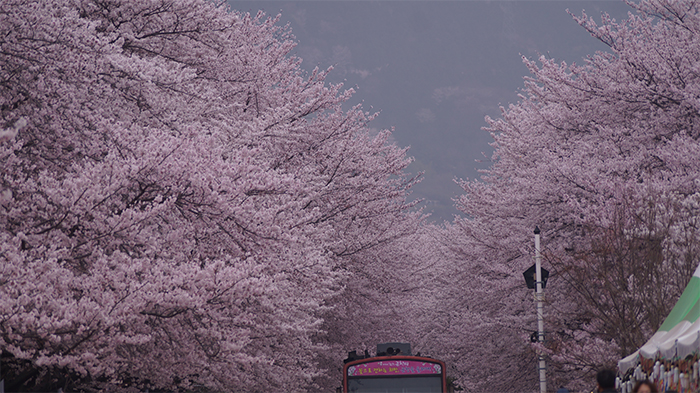 170321_cherry blossom3_in.jpg